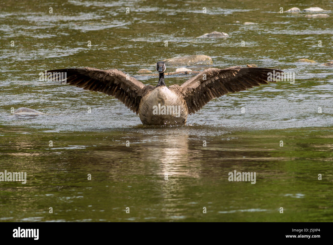 In der Nähe von aCanada Gans, Branta canadensis, in Wasser mit offenen ausgestreckten Flügeln, Fluss Esk, Musselburgh, East Lothian, Schottland, Großbritannien Stockfoto