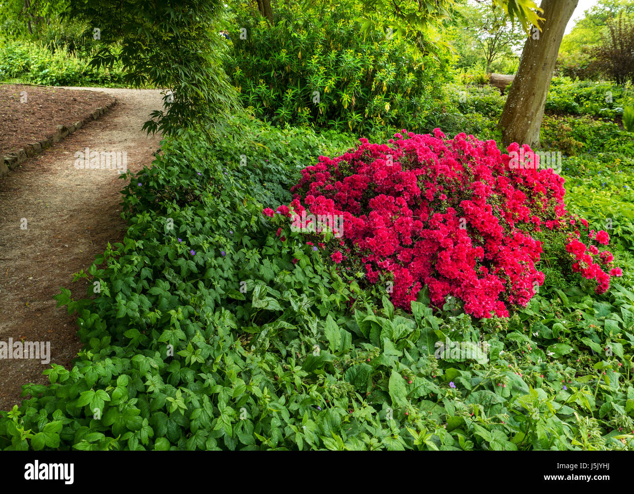 Brillante rote Azaleen wachsen unter einem Baum im üppigen Garten mit Weg vorbei Stockfoto