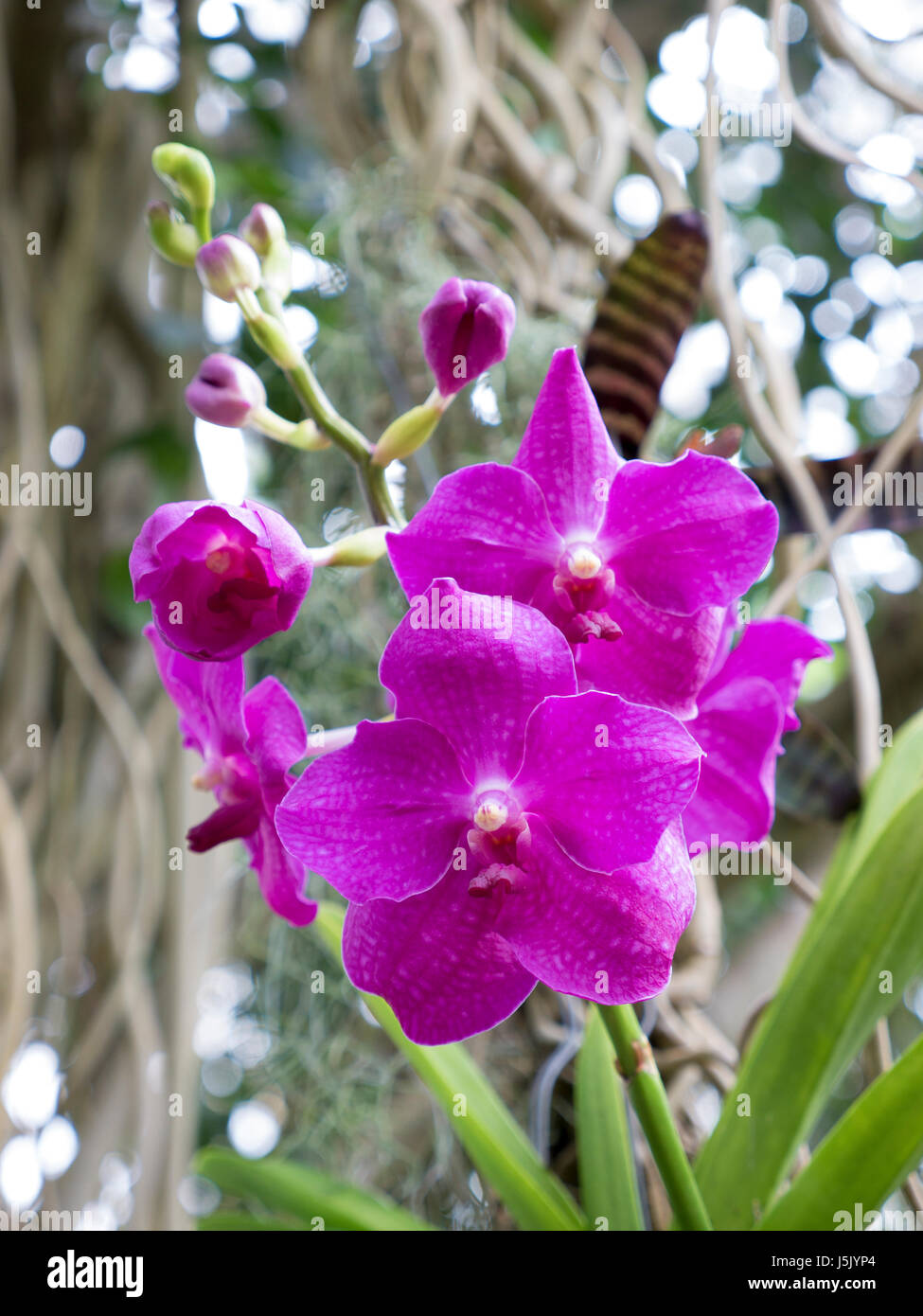 Phalenopsis rosa Orchideen im Gewächshaus Stockfoto