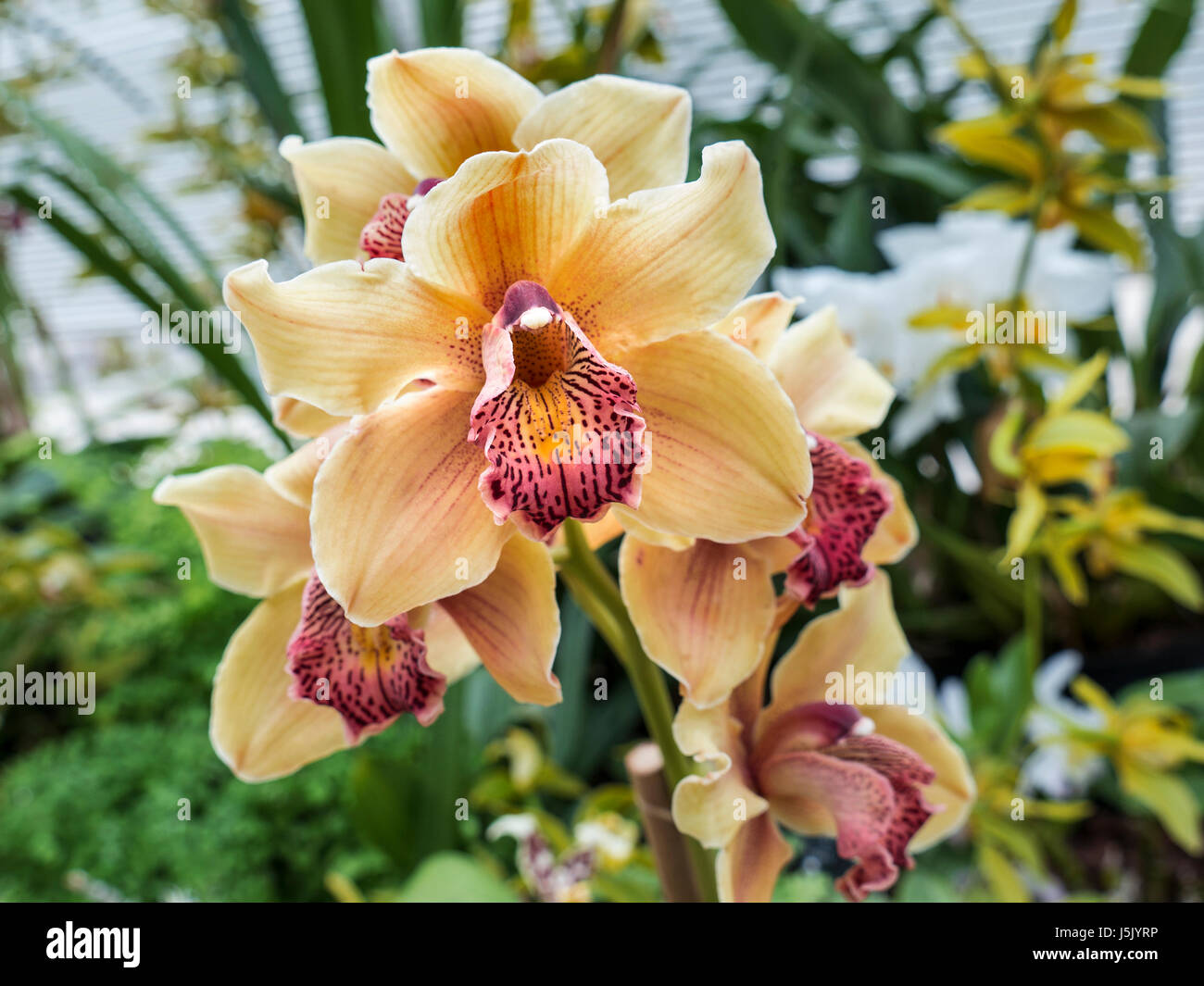 Phalenopsis gelb/Creme Tiger Orchideen in perfekte makellose Blüte in warmen feuchten tropischen Gewächshaus Stockfoto