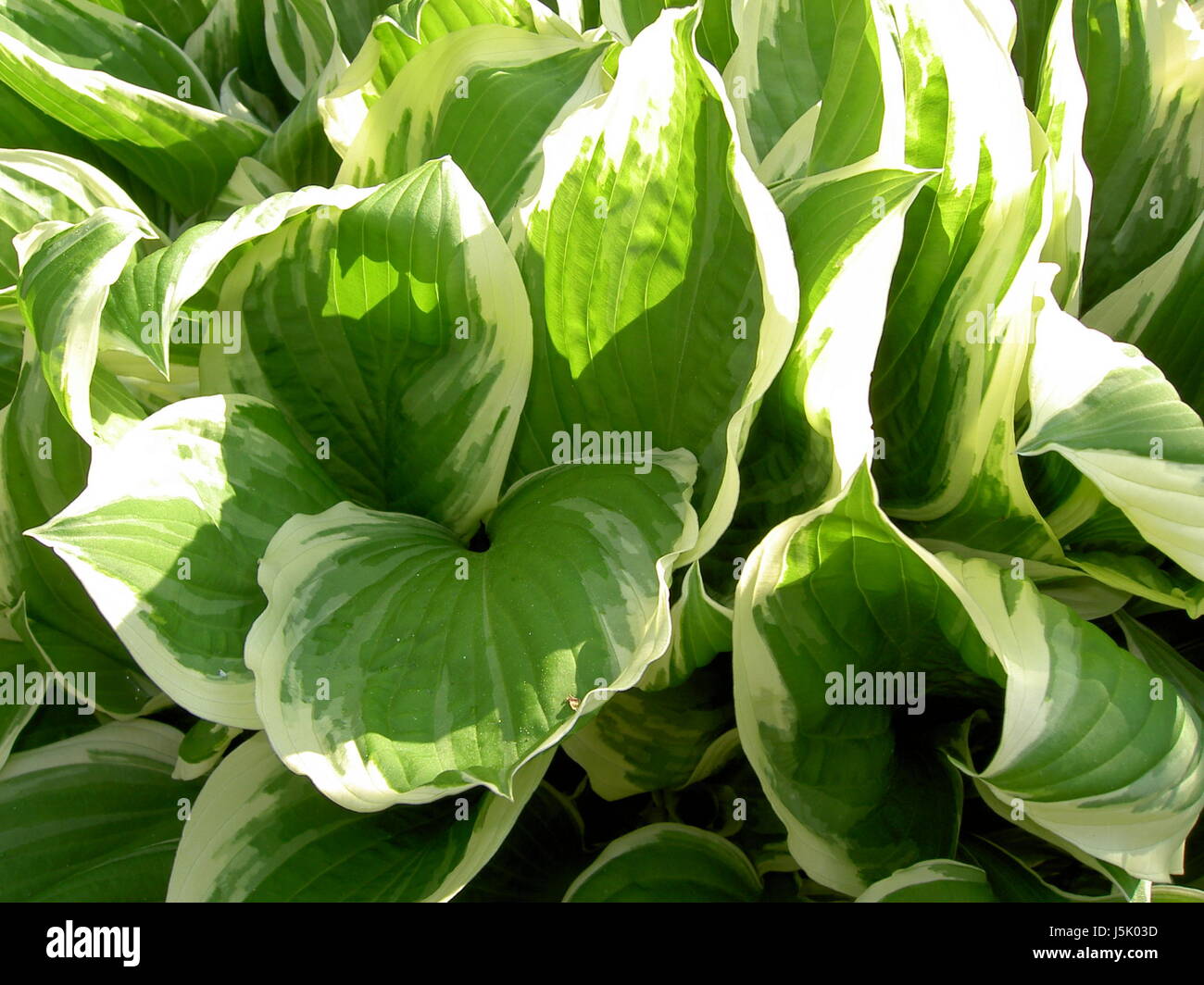 Garten, grüne Gärten Patriot Pflanze Funkie Herzblattlilie Hosta Hosta patriot Stockfoto