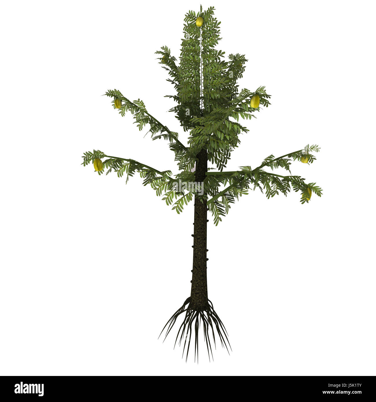 Alethopteris serlii Baum - Alethopteris ist ein prähistorisches Gattung von Saatgut Farn, die in der Steinkohlenzeit entstanden war. Stockfoto