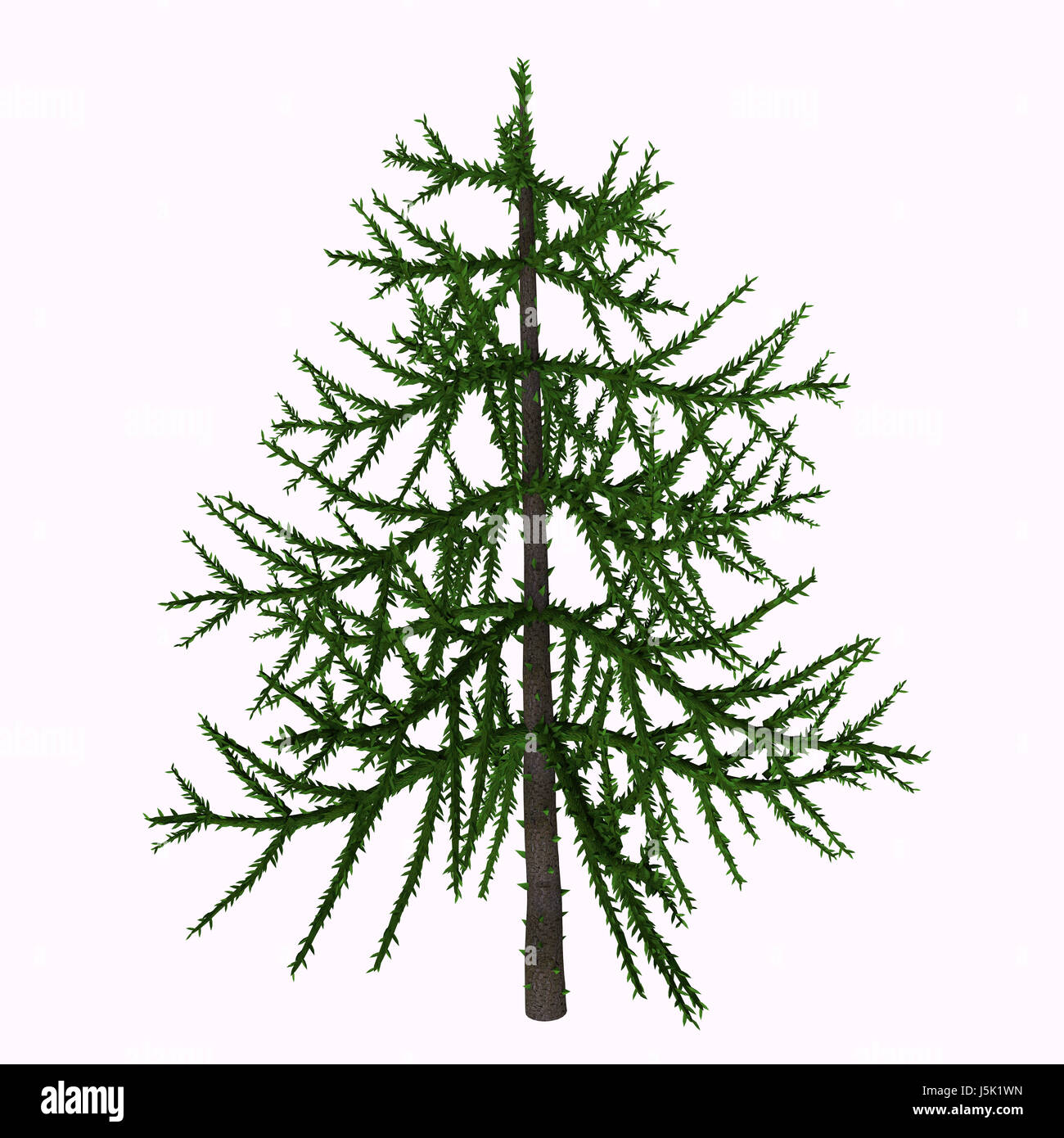 Araucaria sp Baum - Araucaria ist ein immergrüner Nadelbaum, die in der Trias gelebt und ist heute als Bäume wie die Monkey Puzzle Tree Stockfoto