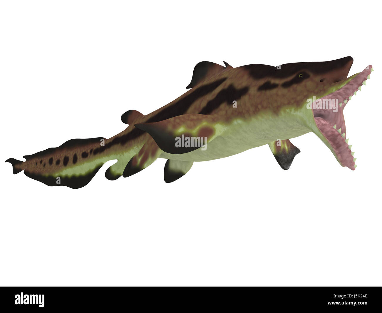 Edestus giganteus Fotos und Bildmaterial in hoher Auflösung Alamy