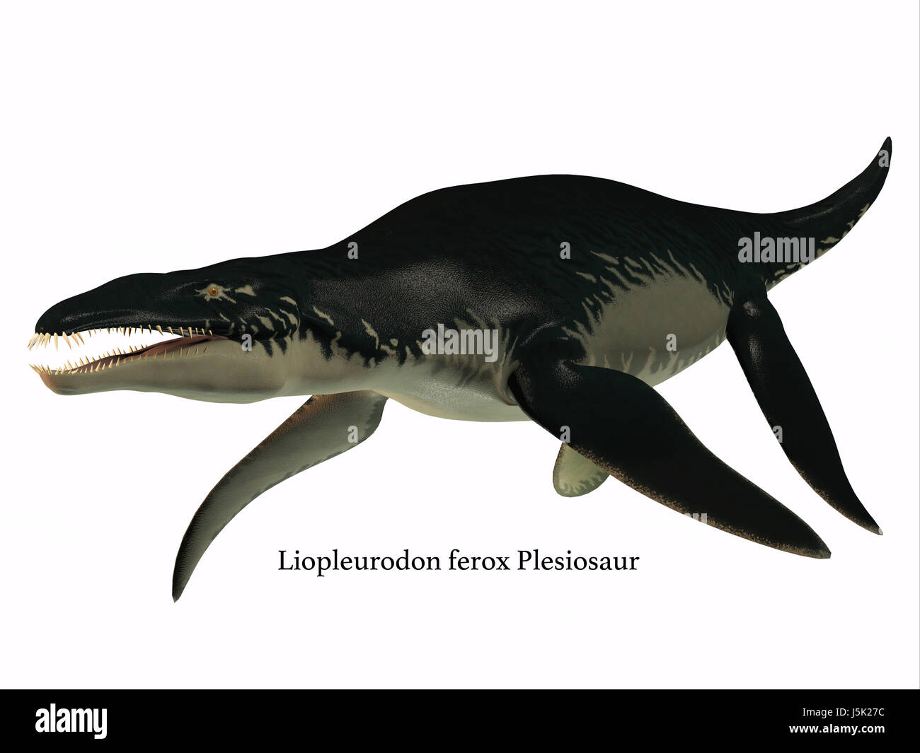 Liopleurodon wurde eine fleischfressende marine Reptil, das in Jurassic Meere aus Frankreich und England gelebt. Stockfoto