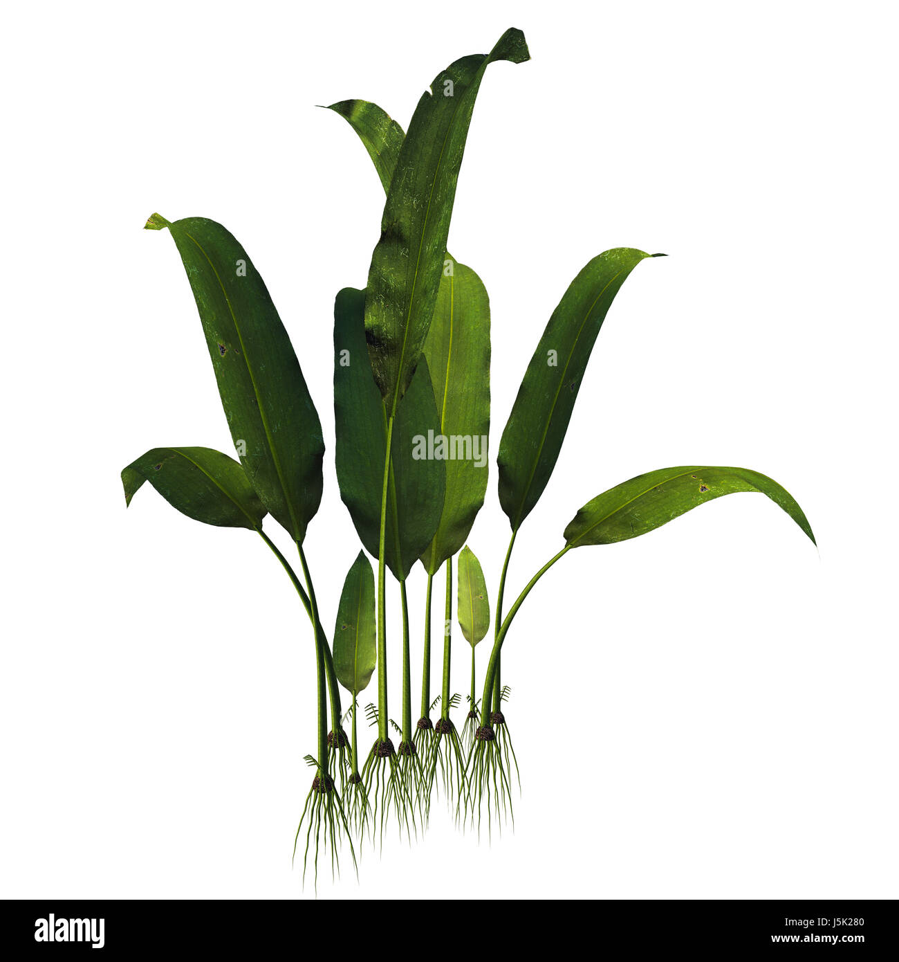 Macrotaeniopteris magnifolia - Macrotaeniopteris ist eine Gattung der Trias Flora, die dem Cycadales leben in den Sümpfen und in den Fluss Grenzen gehörte. Stockfoto