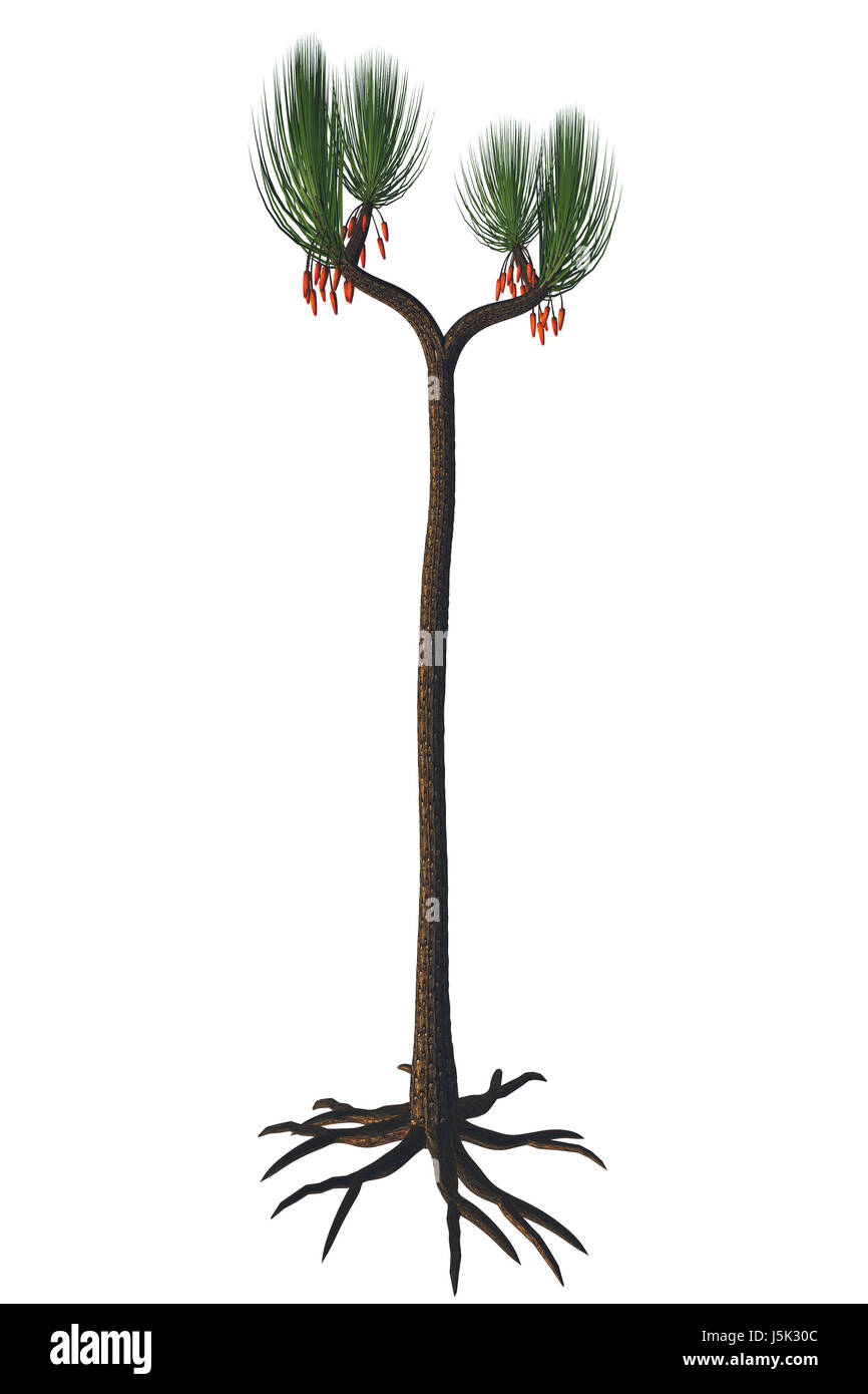 Sigillaria scutellata - sigillaria Bäumen lebte aus dem Karbon zu den frühen Perm in den Sümpfen und Auenwälder in warmen feuchten Bedingungen. Stockfoto