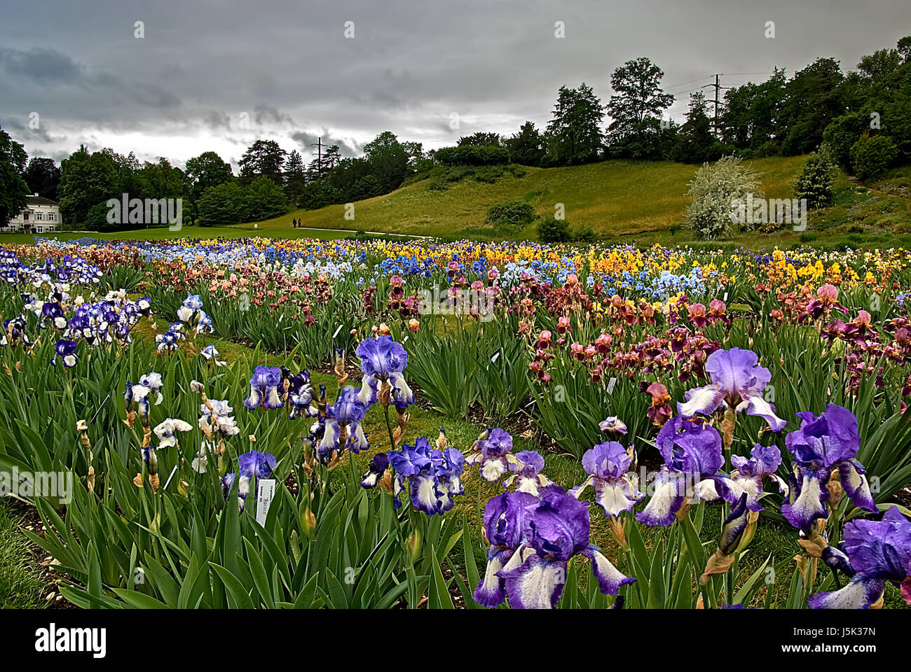 Pflanzen Sie blühen Blüte gedeihen blühende Blume Blumen lila Lilien Stockfoto