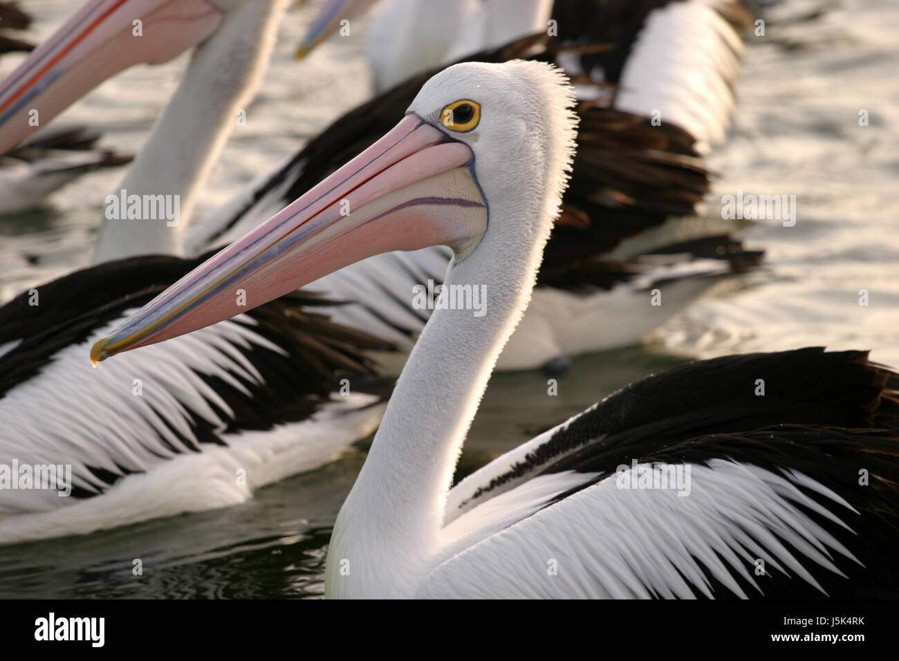 Tiere Vogel Tiere Porträt Vögel leer europäischen kaukasischen Flügel Australien Stockfoto