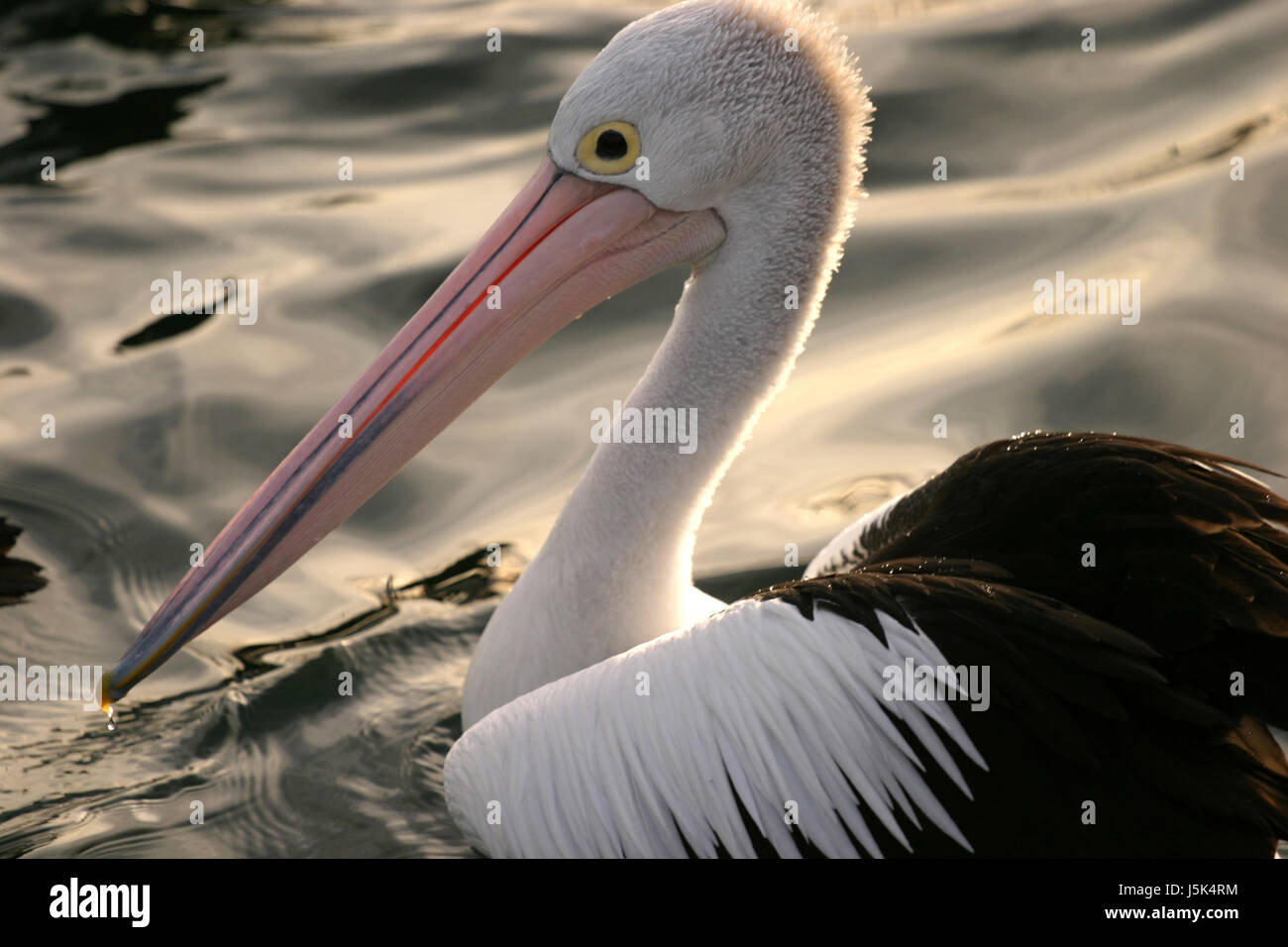 Tiere Vogel Tiere Porträt Vögel Wellen leer europäischen kaukasischen Flügel Stockfoto