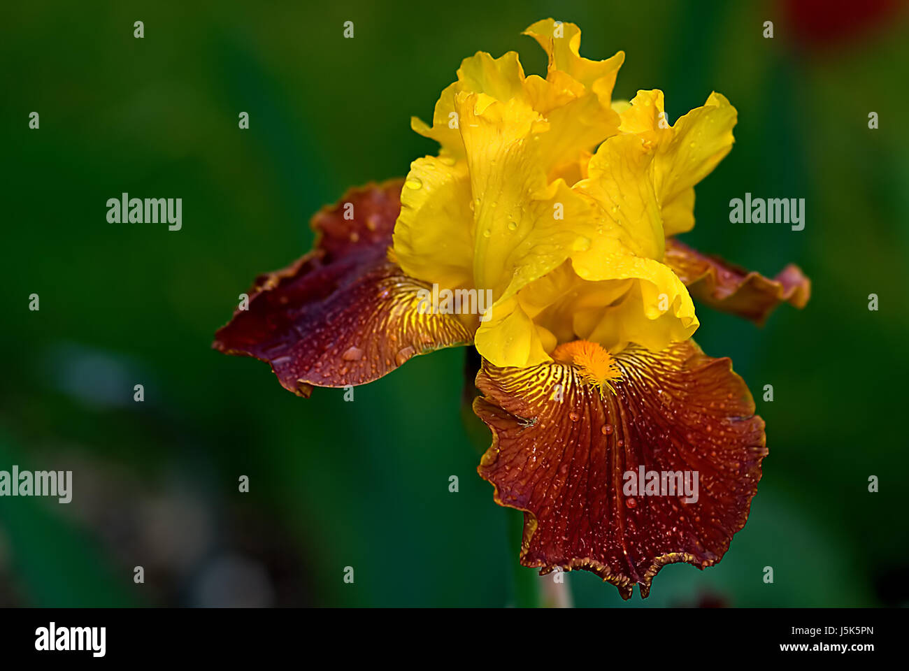 Pflanzen blühen Blüte gedeihen blühende Blume Blumen lila Lilien Schwertlilien Stockfoto