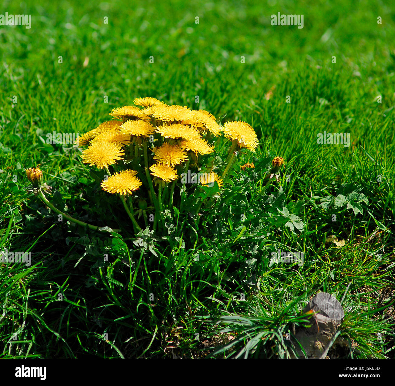 Pflanze Blume Blüte Blüte gedeihen blühende Blüten Frühjahr Löwenzahn Stockfoto