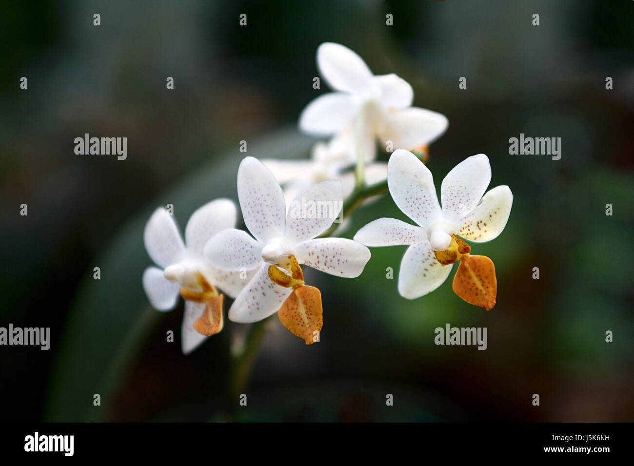 grün braun bräunlich Brünette Blüte Blüte gedeihen florierenden Asien Australien Stockfoto