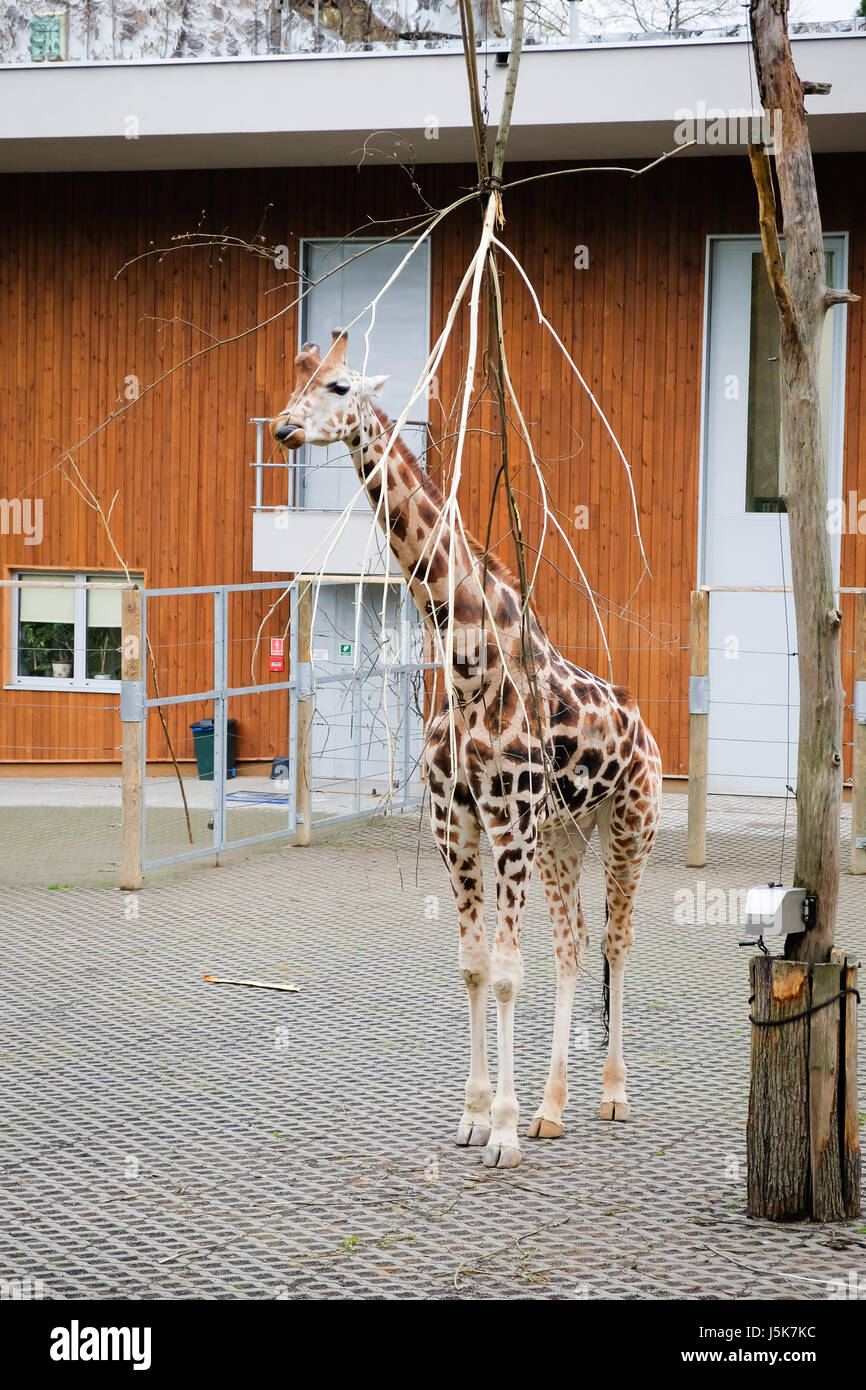 Die nördlichen Giraffe (Giraffa Plancius) bekannt als drei gehörnten giraffe Stockfoto