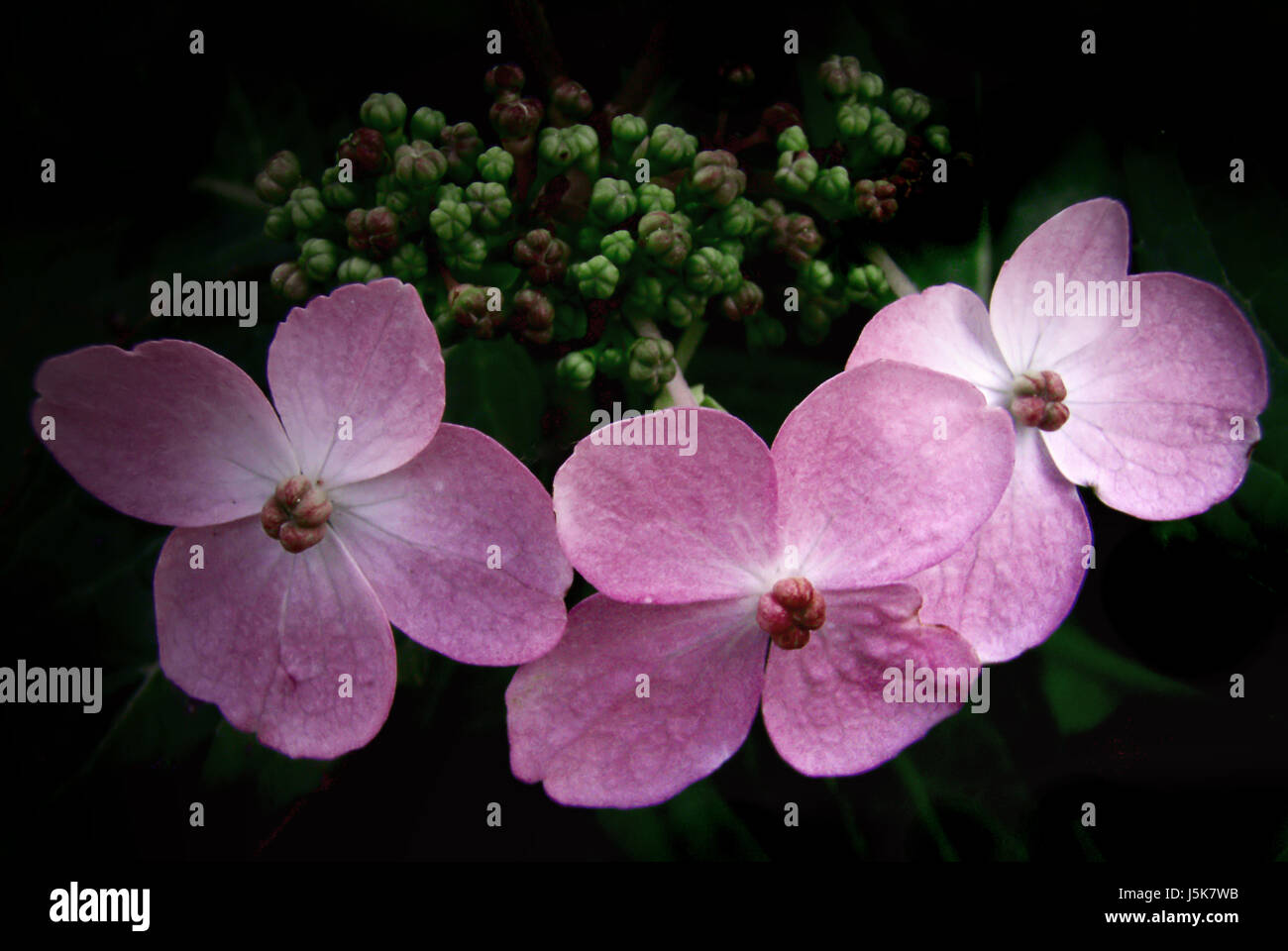 Pflanze Blume Blumen Büsche Hortensie Hartriegelgewchse hortensiengewchse Stockfoto