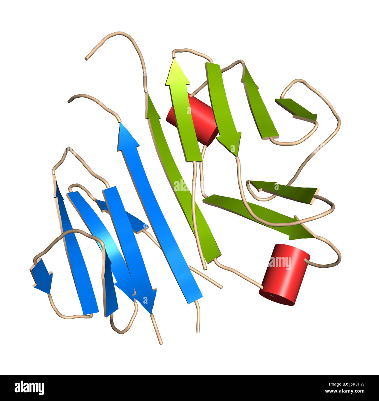 CD3 Protein (Epsilon/Delta Ektodomäne Dimer). CD3 ist auf der Oberfläche von T-Lymphozyten und T-Zell-Aktivierung erforderlich. 3D-Rendering. Stockfoto