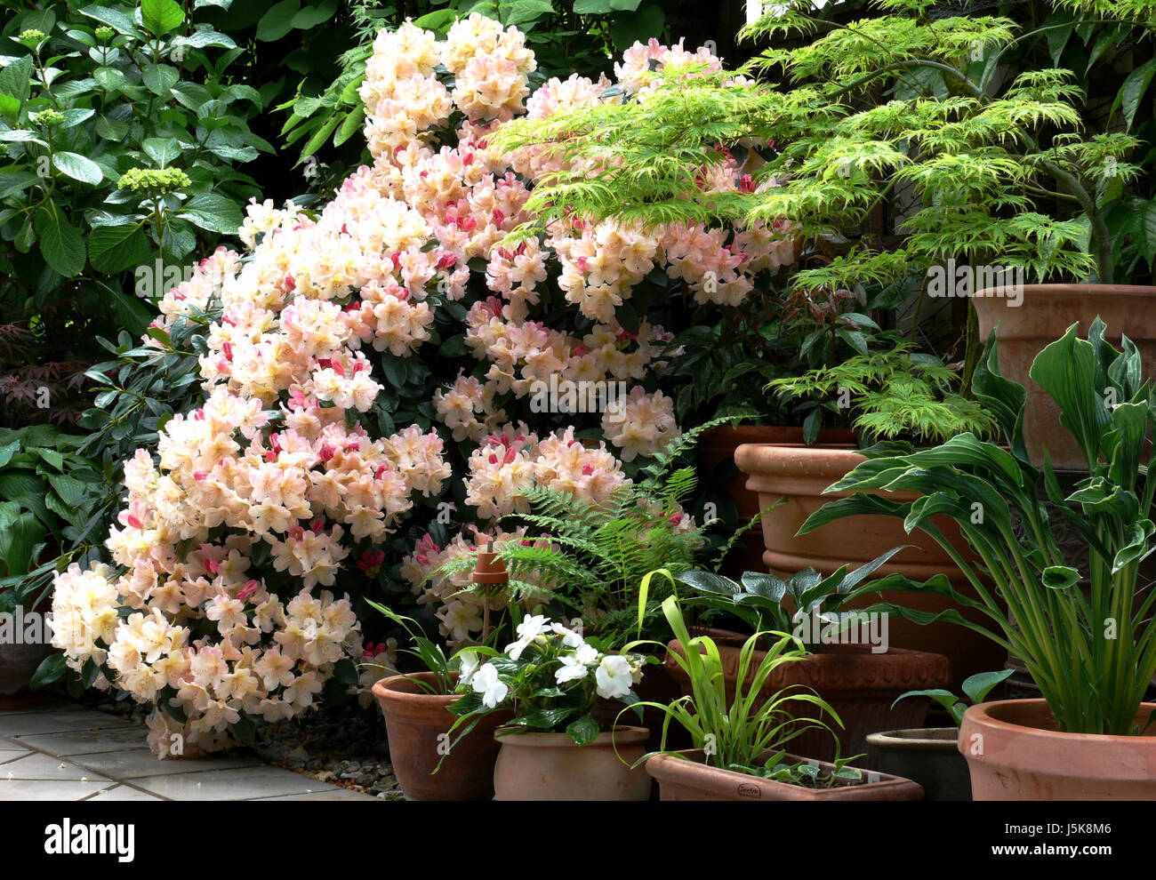Blhender farn -Fotos und -Bildmaterial in hoher Auflsung  Alamy