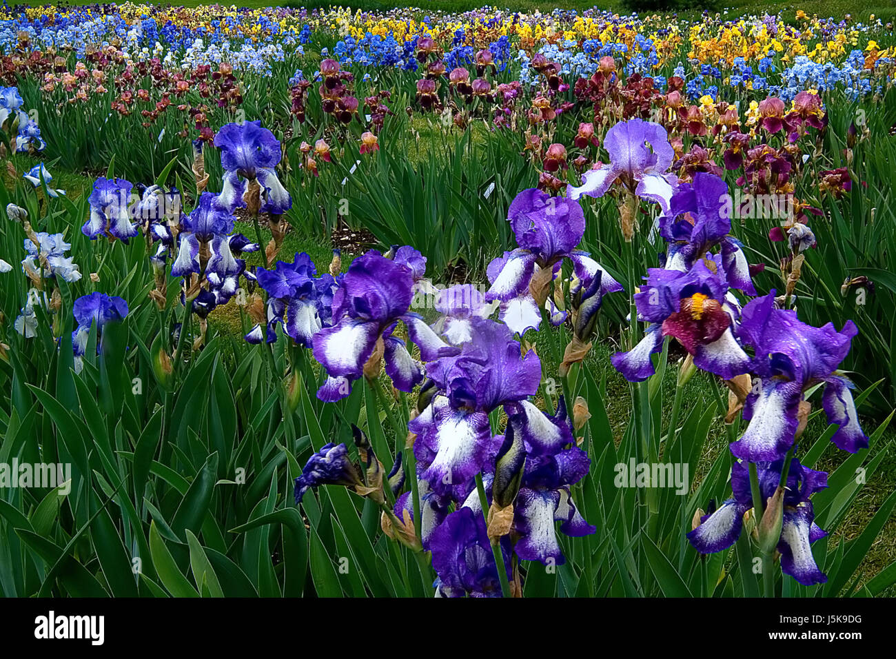 Pflanzen blühen Blüte gedeihen blühende Blume Blumen lila Lilien Schwertlilien Stockfoto