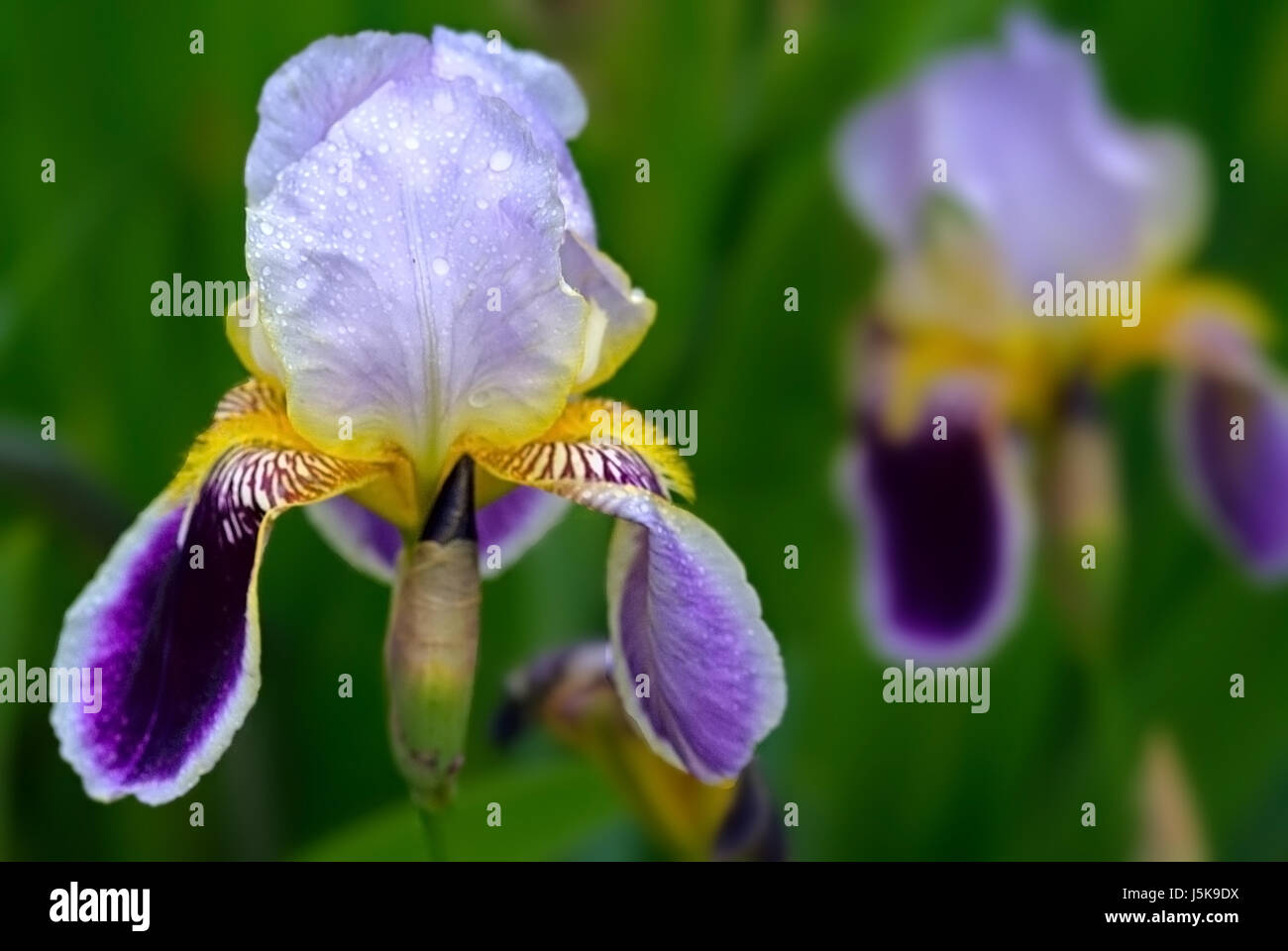 Pflanzen blühen Blüte gedeihen blühende Blume Blumen lila Lilien Schwertlilien Stockfoto