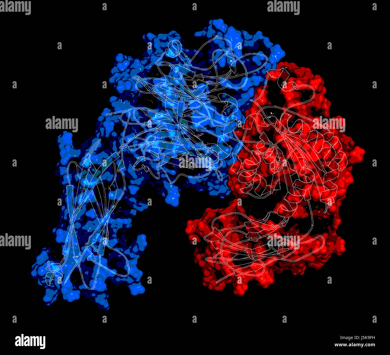 Integrin Alpha-4 Beta 7 (a4b7, Kopfbedeckung). Zelle Oberfläche Proteinkomplex, das spielt eine Rolle in der Leitung von T-Lymphozyten auf den Bauch. 3D-Rendering. Stockfoto