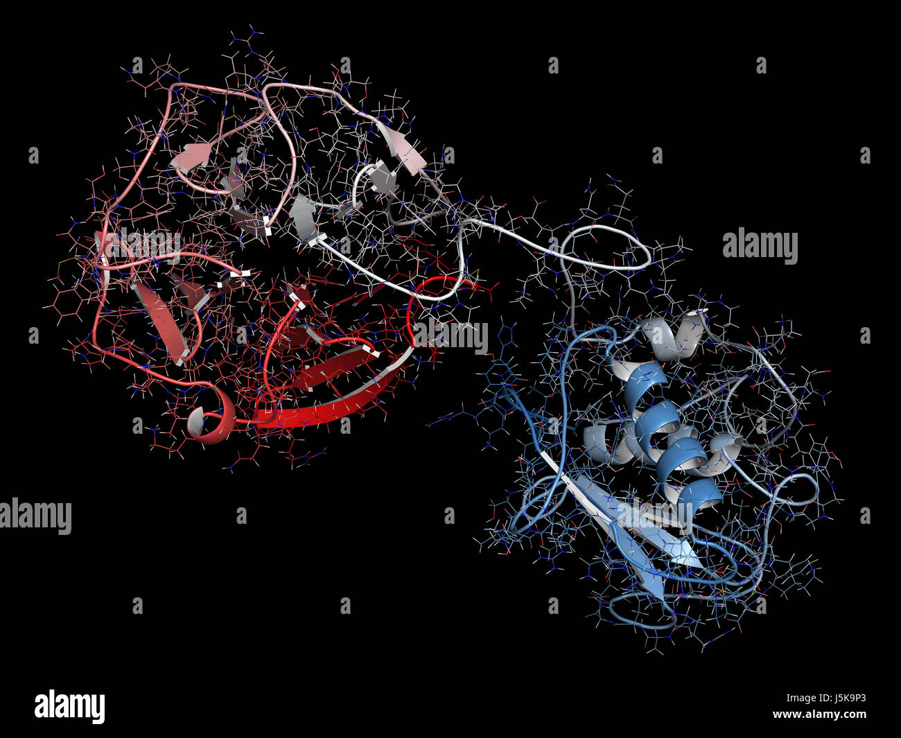 Matrix-Metalloproteinase (MMP-12, Makrophagen Elastase) 12 Enzym. MMPs sind Proteasen, die in den Abbau der extrazellulären Matrix. 3D-Rendering. Stockfoto