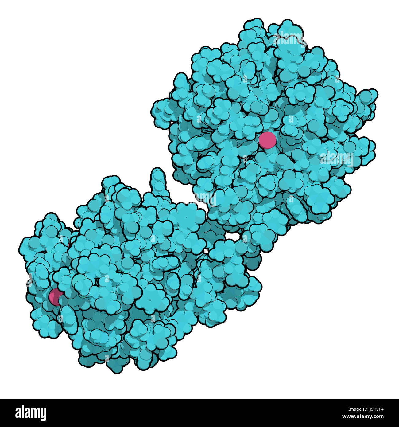 Matrix-Metalloproteinase (MMP-12, Makrophagen Elastase) 12 Enzym. MMPs sind Proteasen, die in den Abbau der extrazellulären Matrix. 3D-Rendering. Stockfoto