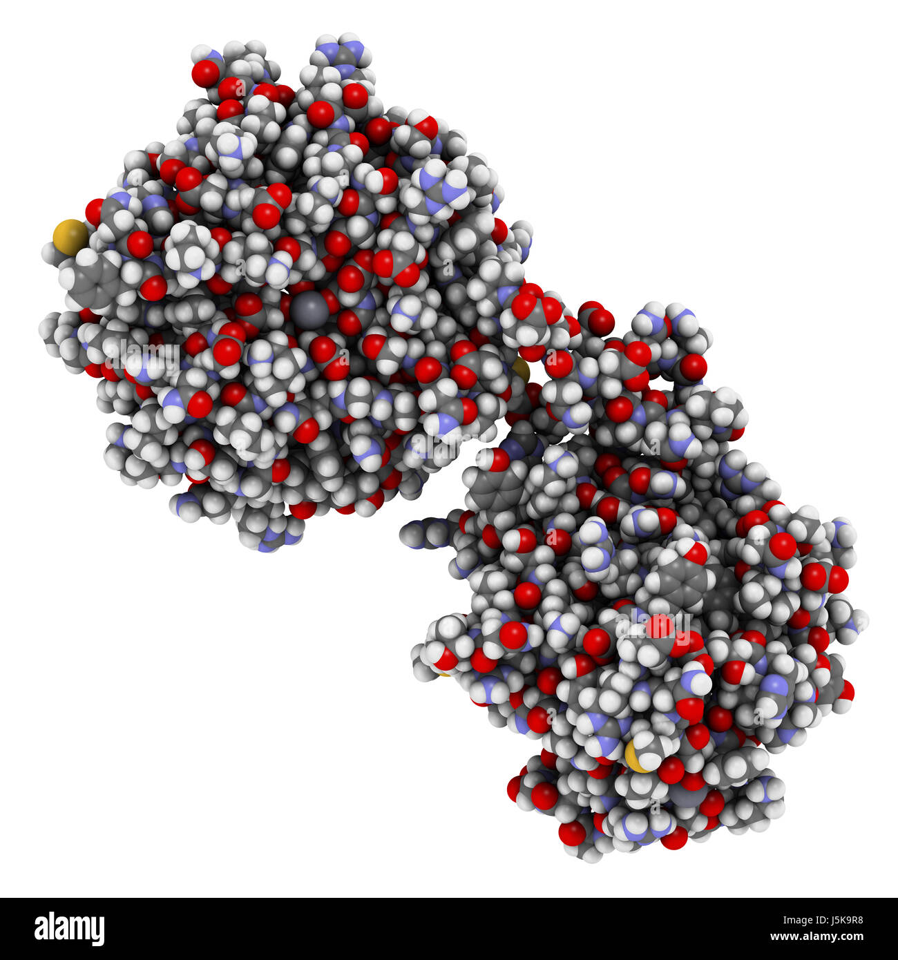 Matrix-Metalloproteinase (MMP-12, Makrophagen Elastase) 12 Enzym. MMPs sind Proteasen, die in den Abbau der extrazellulären Matrix. 3D-Rendering. Stockfoto