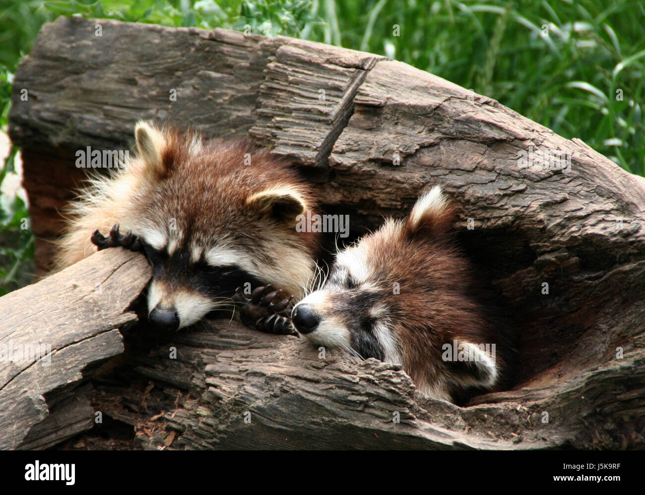 Makro Nahaufnahme Makro Aufnahme hautnah Ansicht Säugetier Bär schwarz dunkelhäutigen kohlschwarze Stockfoto