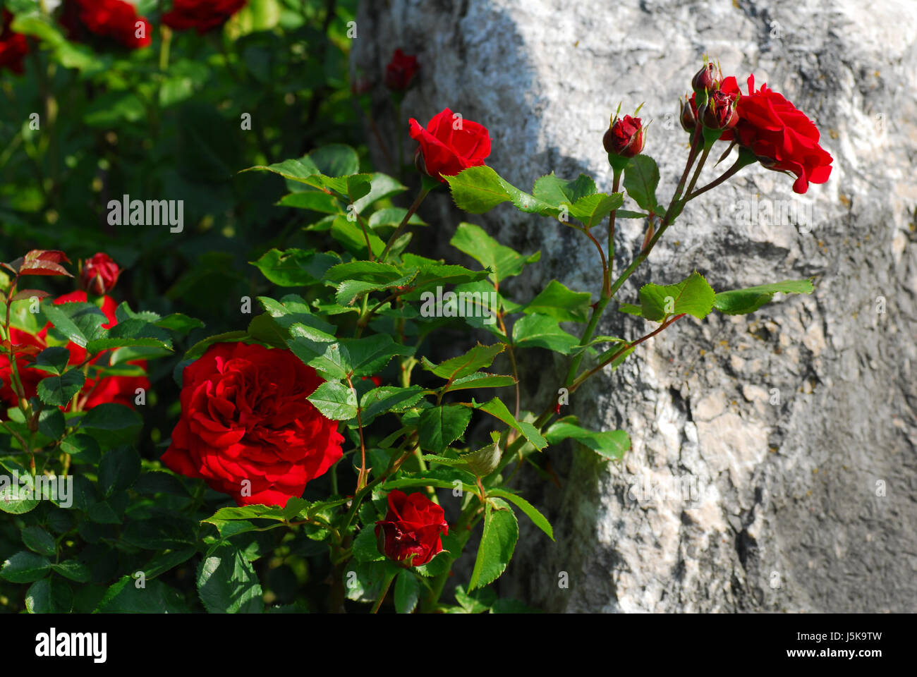 Gefühl Emotionen steinerne Blume rose Pflanze Blumen Flora Rock Rosen Strauch-queen Stockfoto