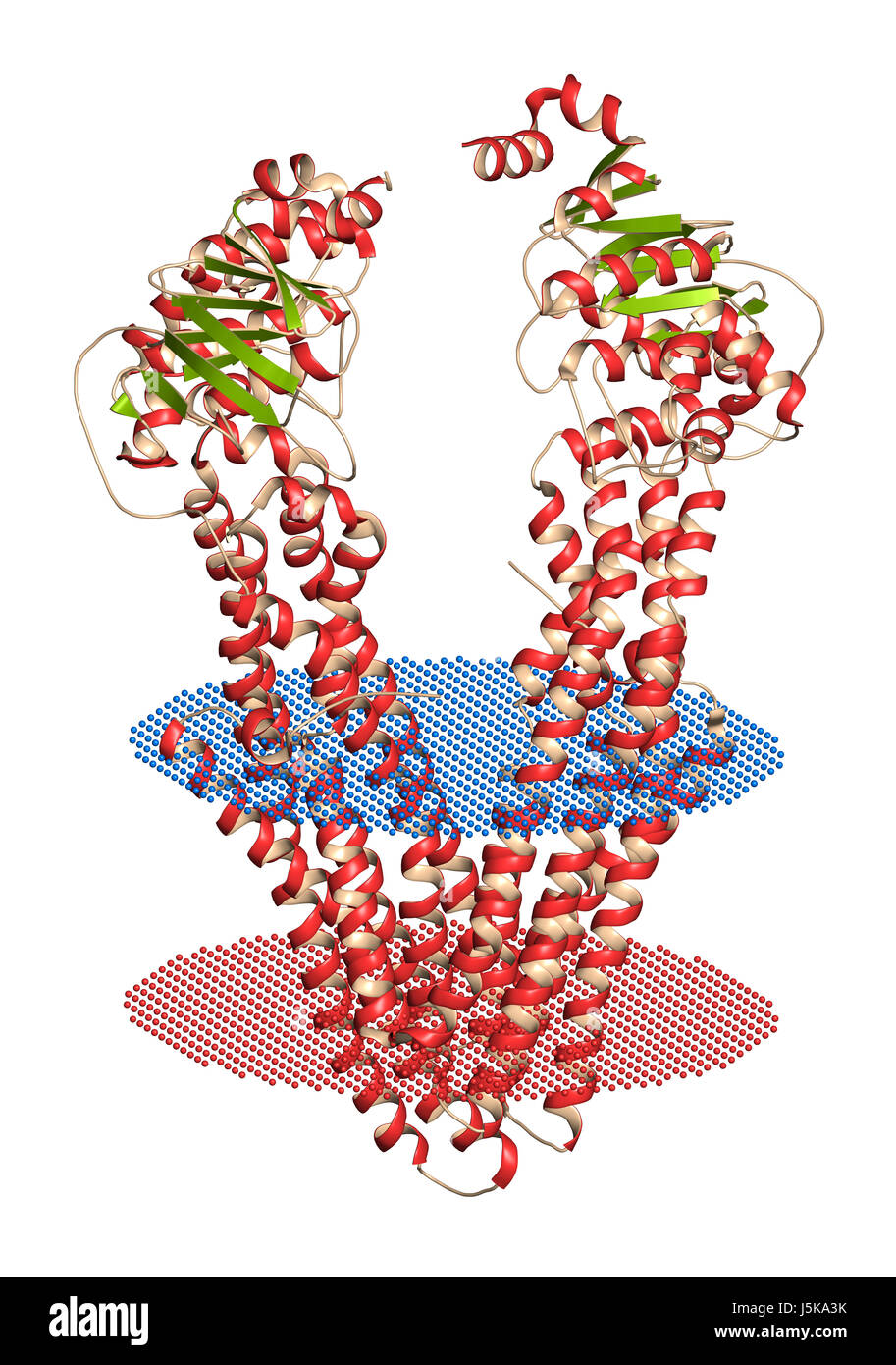 P-Glykoprotein (P-Gp) 1 multidrug Transporter-Protein. Efflux Pumpen, die viele Medikamente aus Zellen pumpt. Multidrug-Resistenz von Krebserkrankungen beteiligt. Stockfoto
