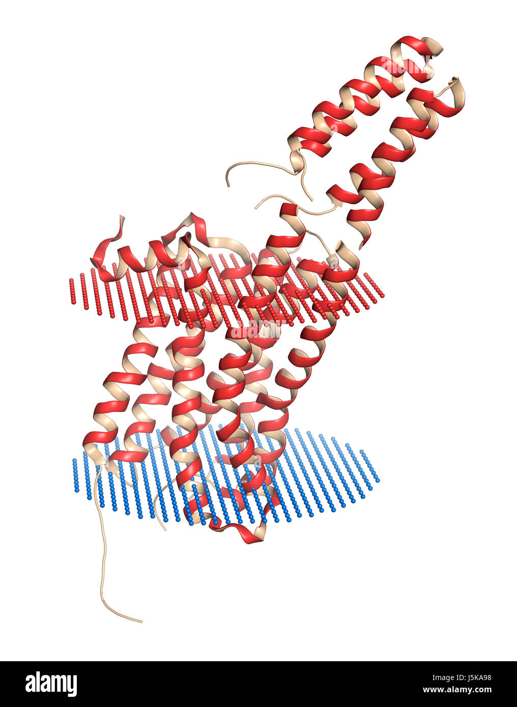 Serotonin-Rezeptor 5-HT2B Protein. Im Komplex mit einem LSD-Molekül gezeigt. Arzneimittel-induzierter Herzklappenerkrankungen beteiligt. 3D-Rendering. Stockfoto