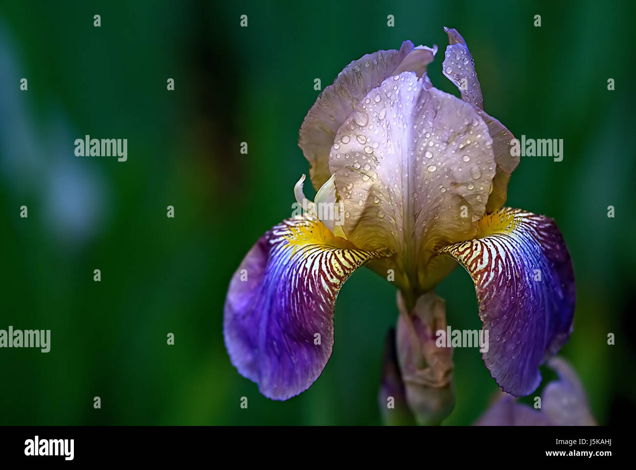 Pflanzen blühen Blüte gedeihen blühende Blume Blumen lila Lilien Schwertlilien Stockfoto