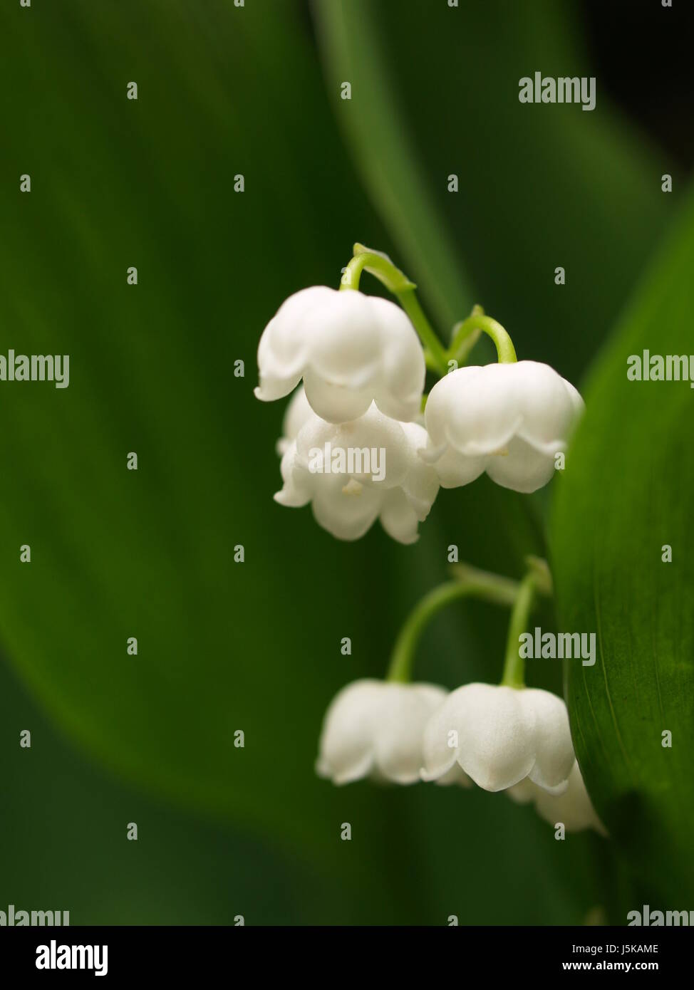 Makro Nahaufnahme Makro Aufnahme Nahaufnahme Blick Blume Pflanze grün Blumen Stockfoto