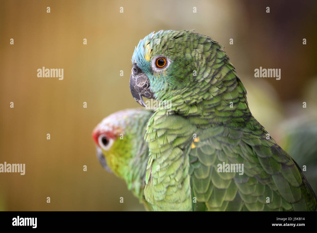 Vogel grün Haustiere Vögel Papageien Amazon Parrot Blaustirnamazone Federn  Stockfotografie - Alamy