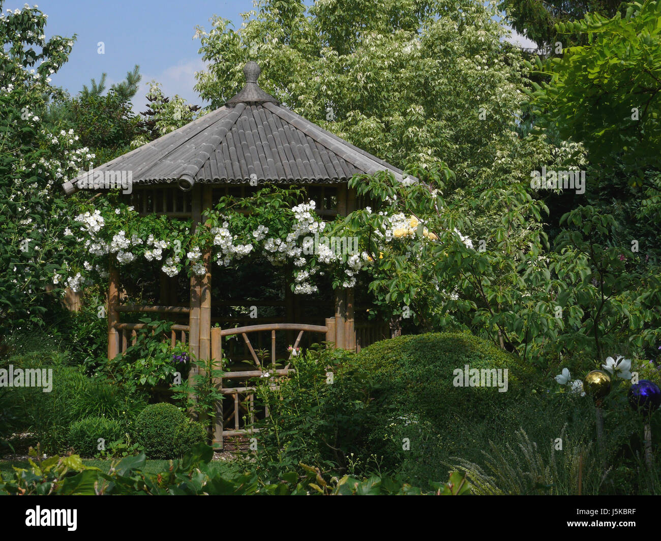 blaue Entspannung Garten Blume rose Pflanze grün Blüte Blüte gedeihen Stockfoto