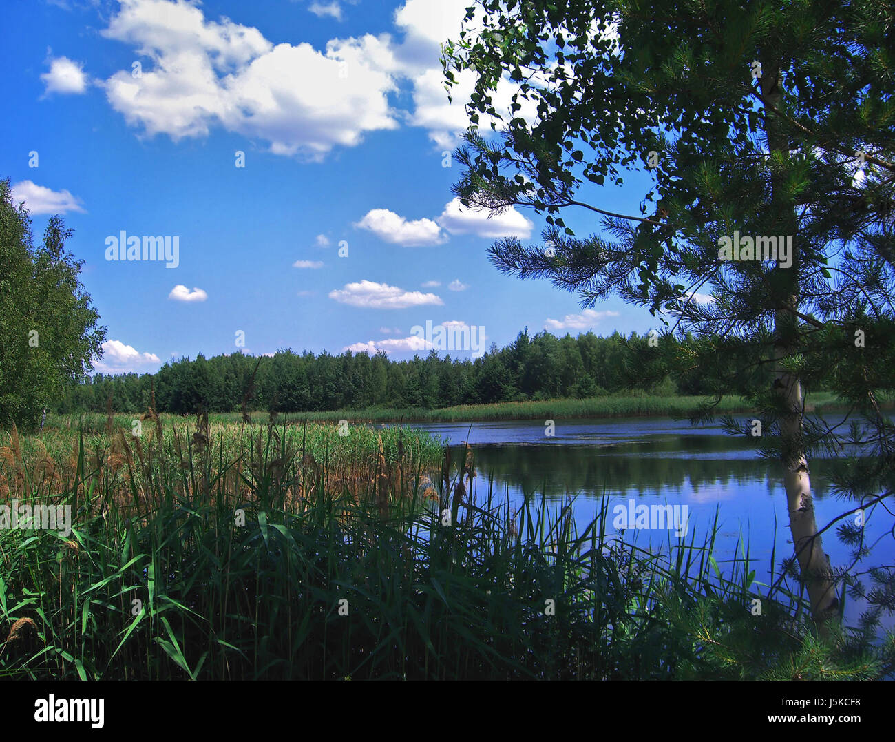 Entspannung Gewässer Büsche Sonnenlicht Radio stille Ruhe Stille Zweige Stockfoto