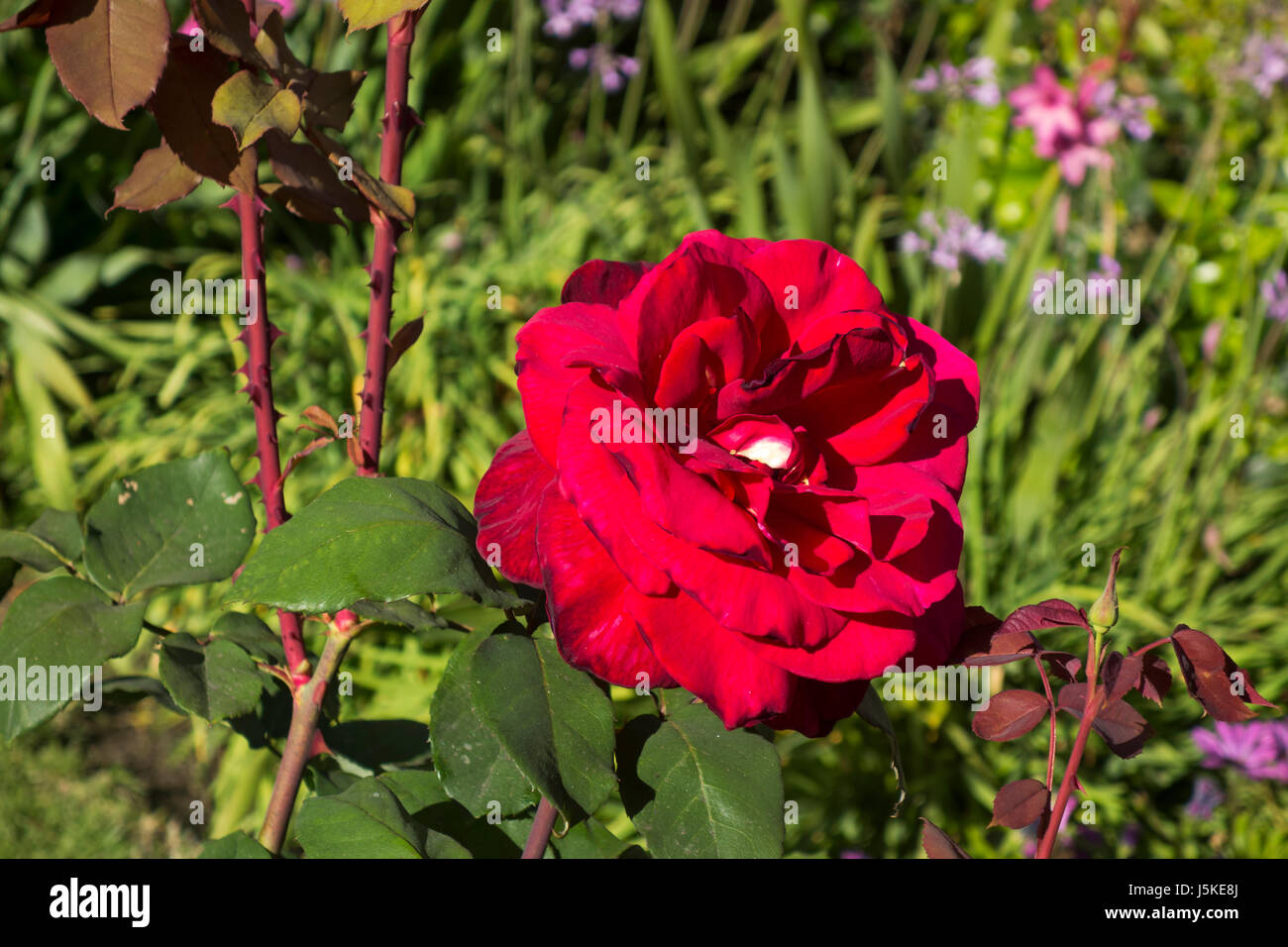 Wilde rote Rose im blühenden Sträucher in der Nähe von La Jolla, Kalifornien Stockfoto