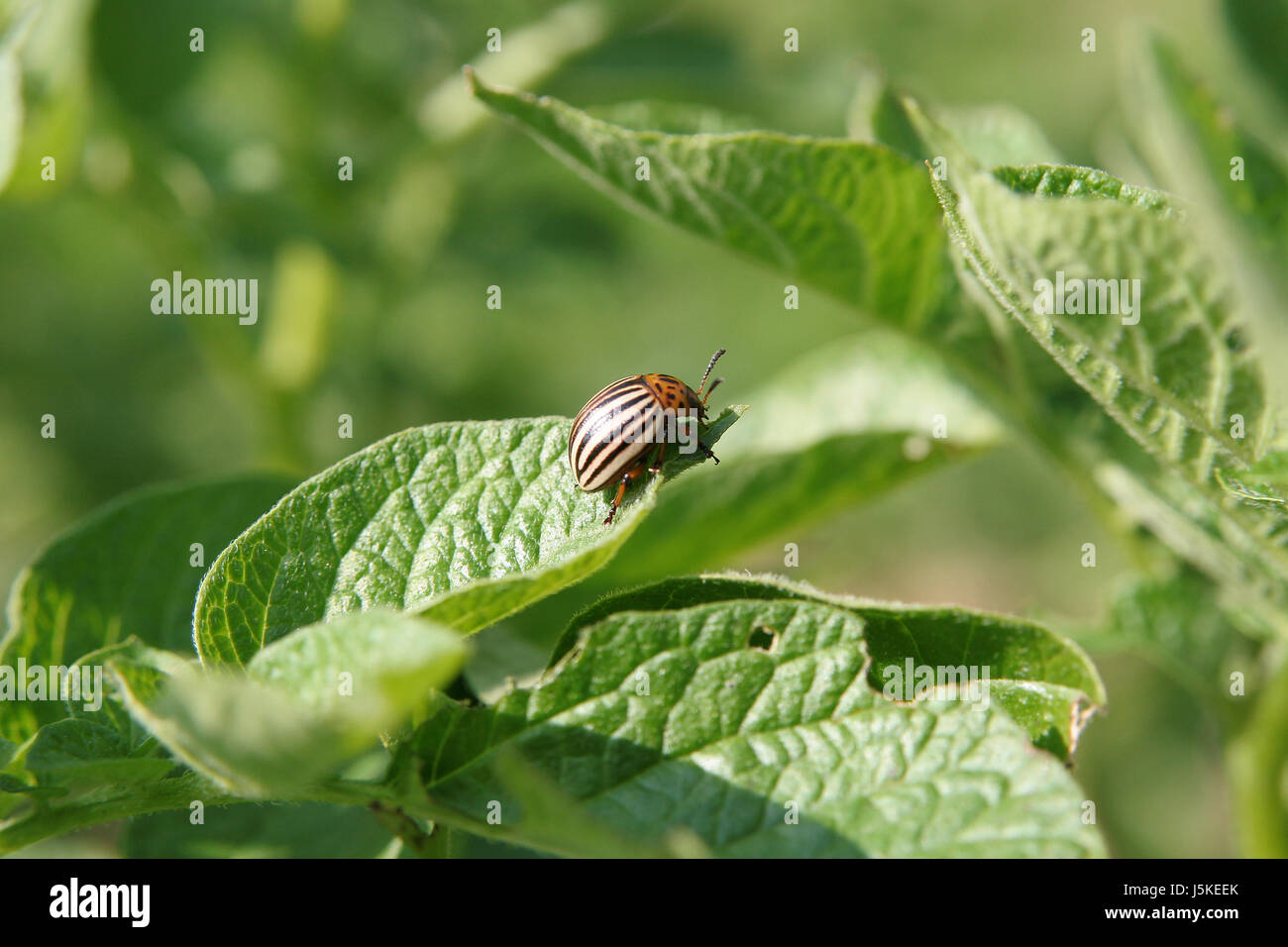 Garten Tier Insekten Landwirtschaft Landwirtschaft Feld Kafer