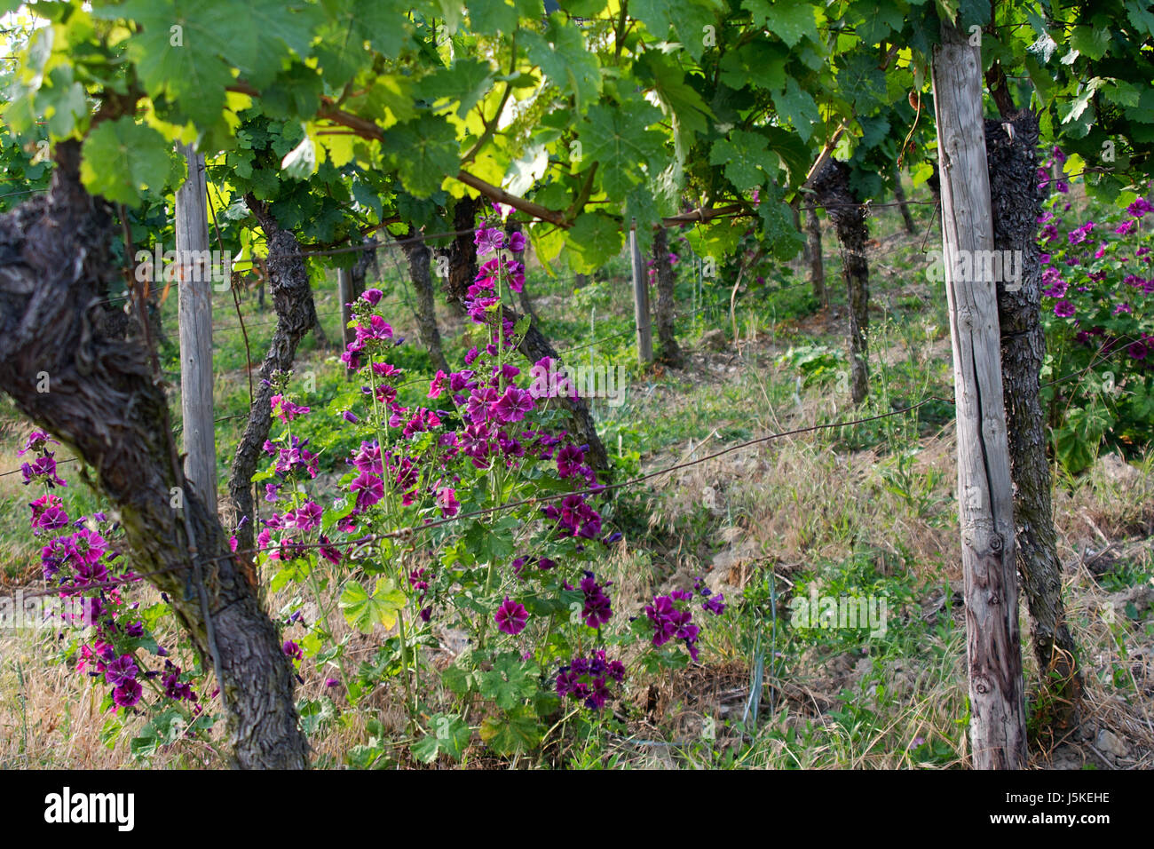 Blatt grün Landwirtschaft Landwirtschaft Lust sucht Tendenz Weinberg Kletterpflanze Stockfoto