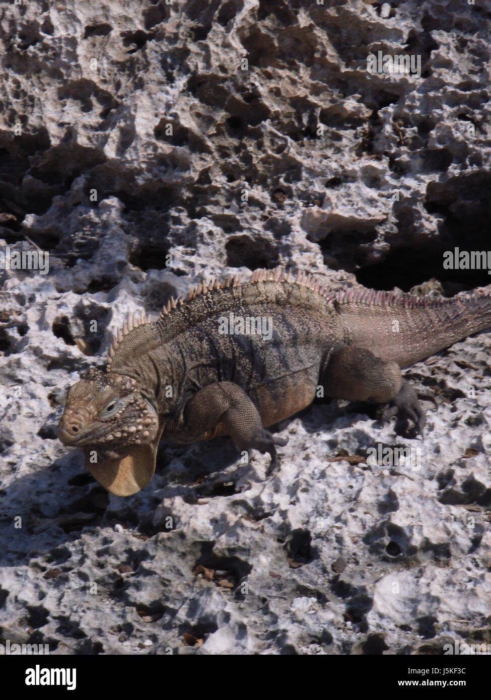 Reptilien Amphibien Saurier Urzeit rock Geröll-Naturschutzgebiet Stockfoto