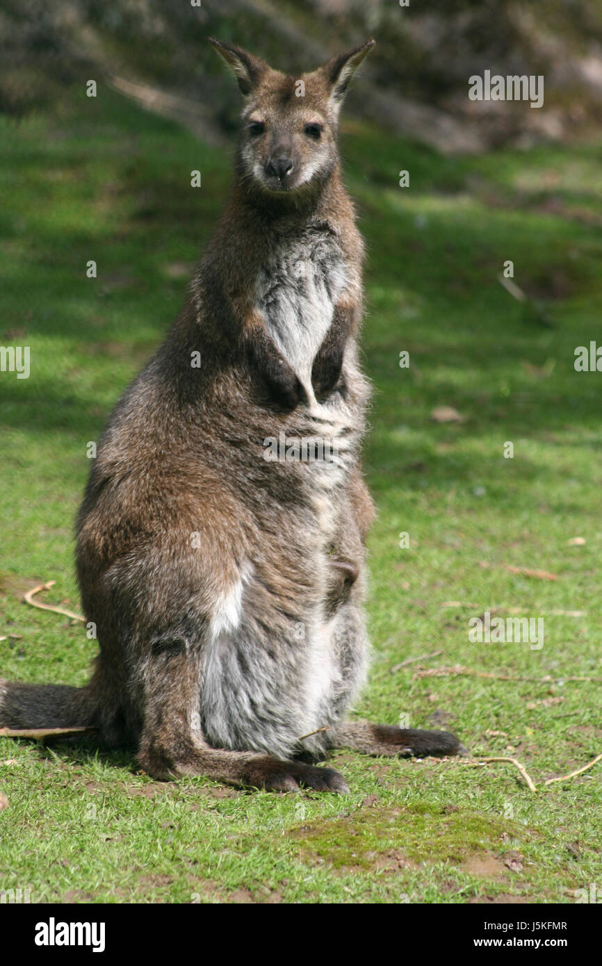 tierische braun bräunlich Brünette Neugier neugierig neugierige nosy weiche Haut Australien Stockfoto