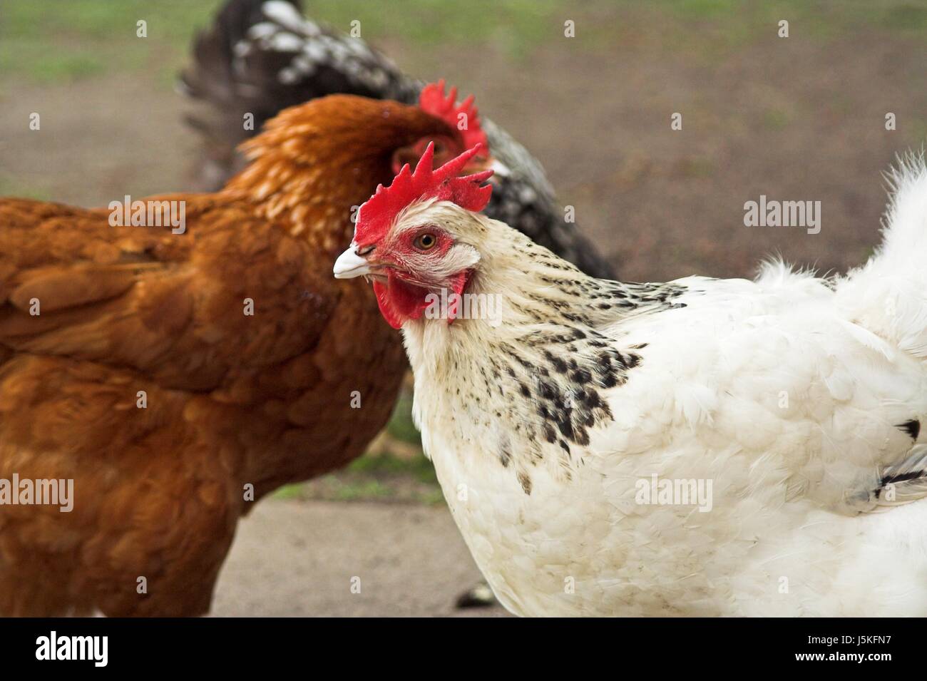 Tiere Vogel Landwirtschaft Landwirtschaft Schnabel Bauernhof füttern Landschaft malerische Format Huhn Stockfoto