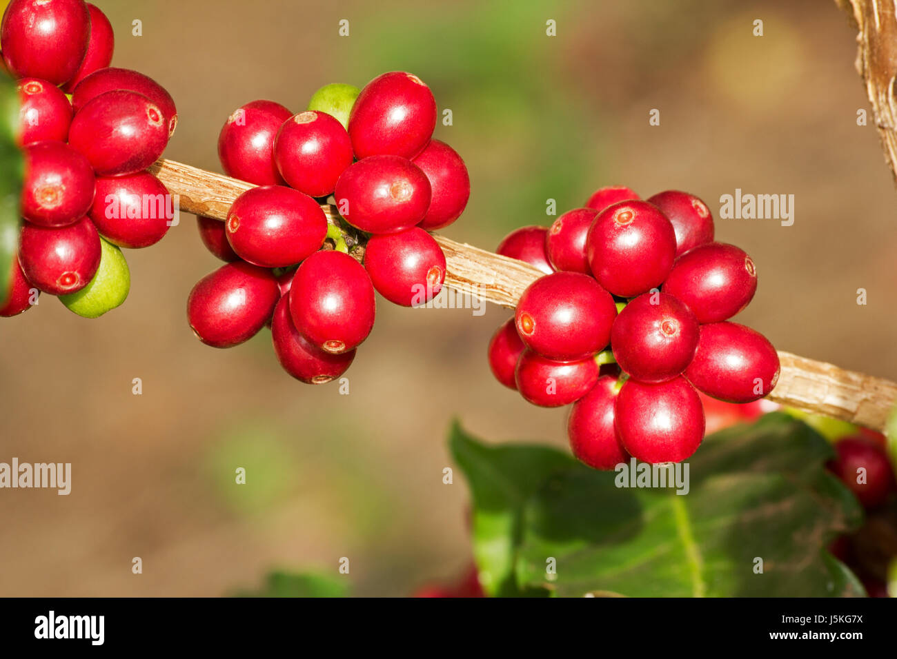 Kaffee Baum mit reifen Früchten Stockfoto