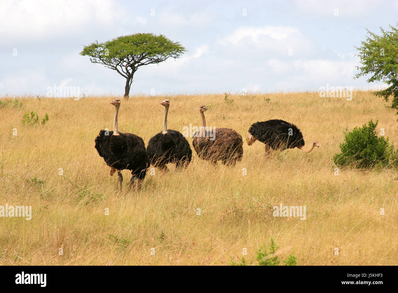 Nationalpark Afrikas vier Südafrika Strauß Familie Familie Blumenstrauß Strauss Stockfoto