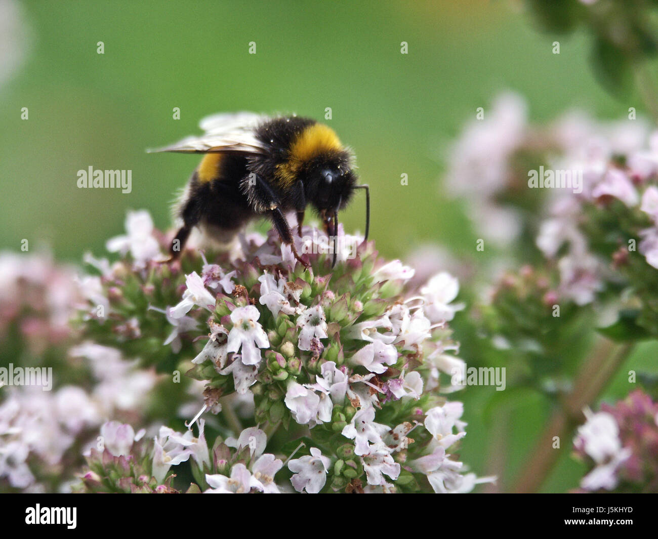 Insekt grüne Hummel Blüte Blüte gedeihen gedeihen Compositae Natur Stockfoto