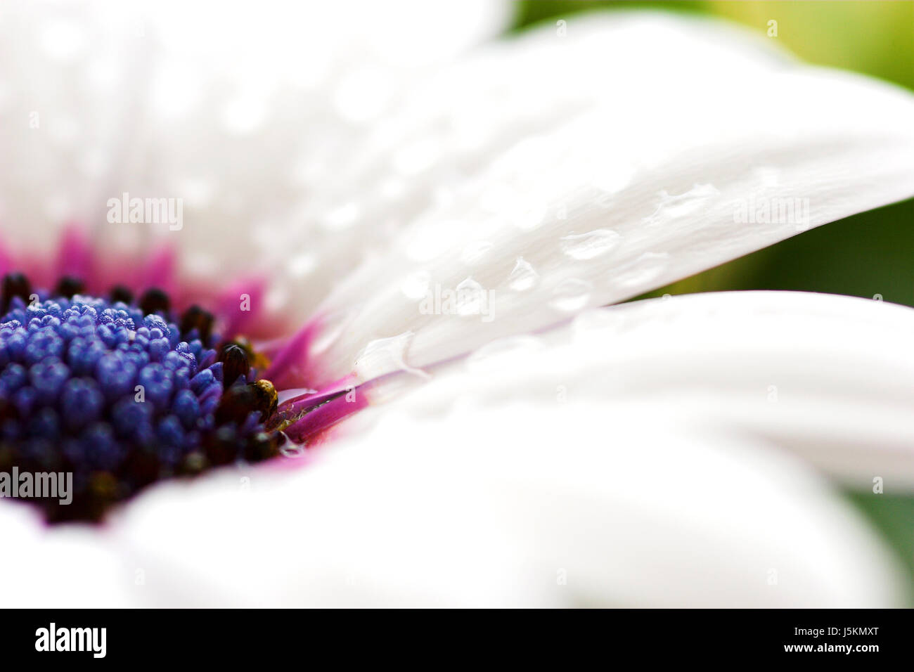 Makro Nahaufnahme Makro Aufnahme Nahaufnahme Blick Blume Pflanze Blüte Blüte Stockfoto