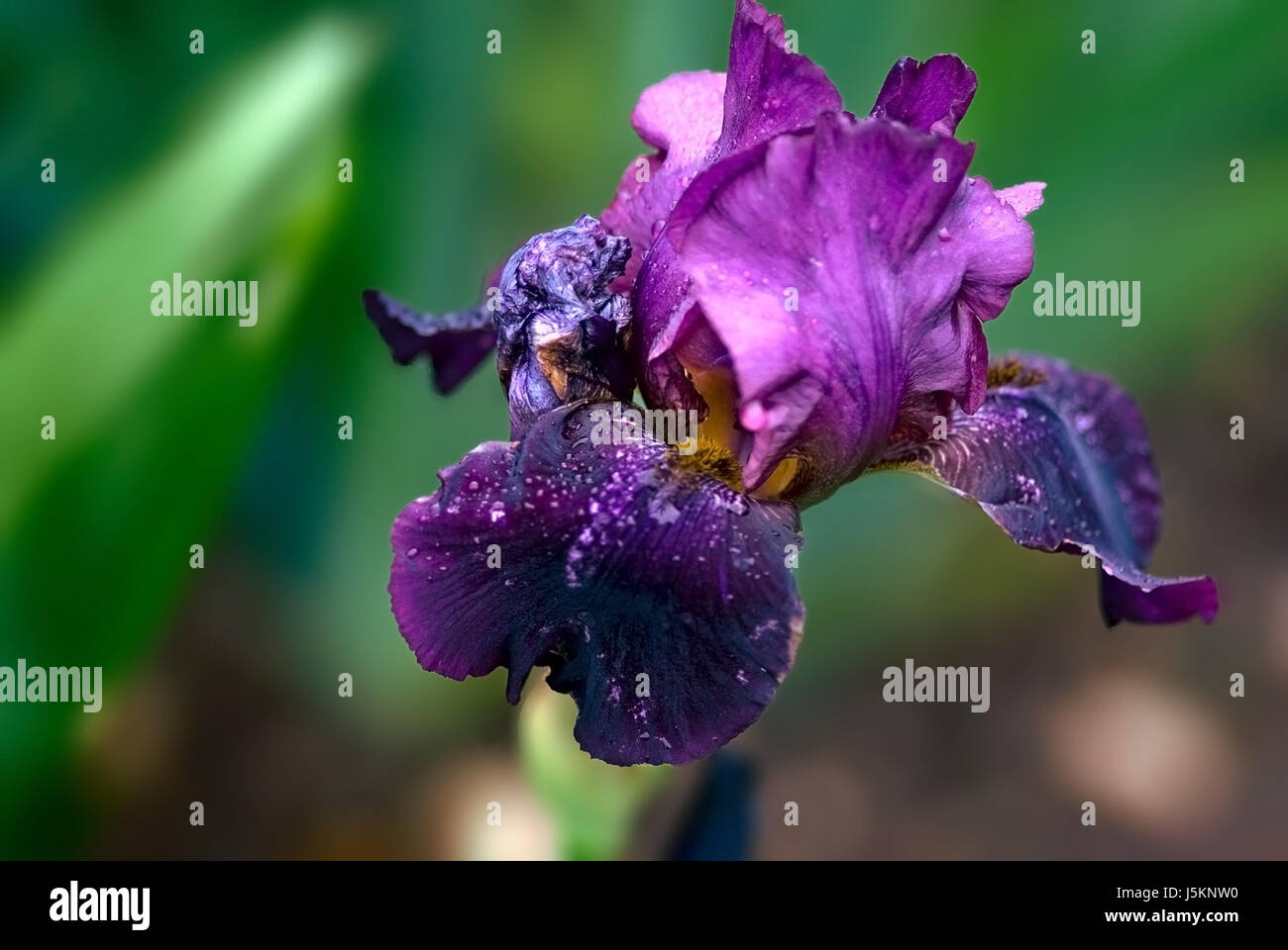 Pflanzen blühen Blüte gedeihen blühende Blume Blumen lila Lilien Schwertlilien Stockfoto