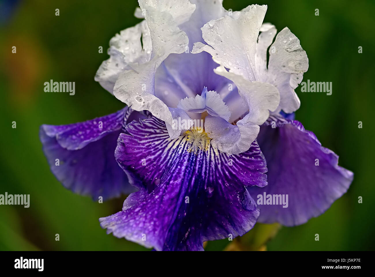 Pflanzen blühen Blüte gedeihen blühende Blume Blumen lila Lilien Schwertlilien Stockfoto