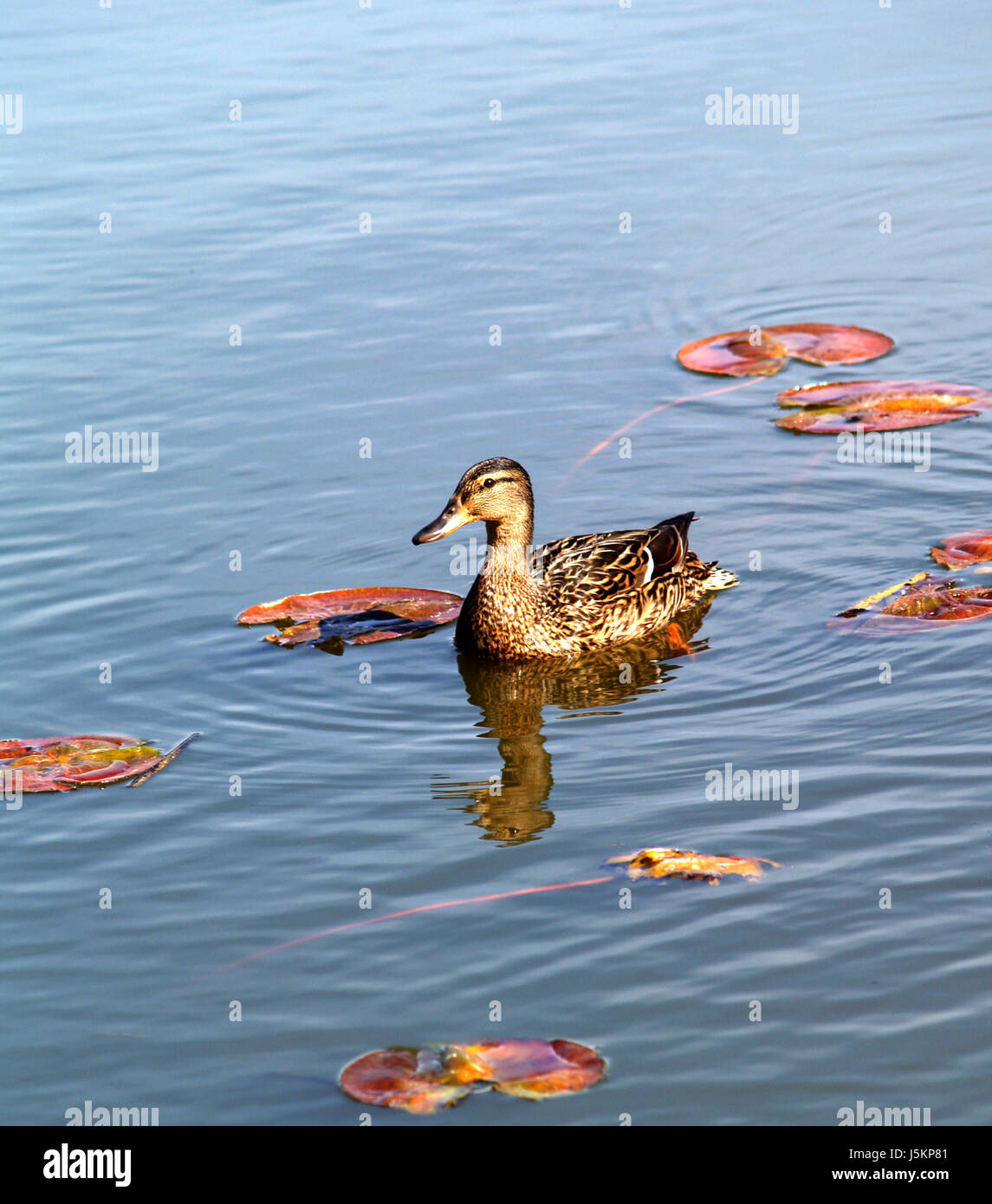 Frau duck Stockfoto