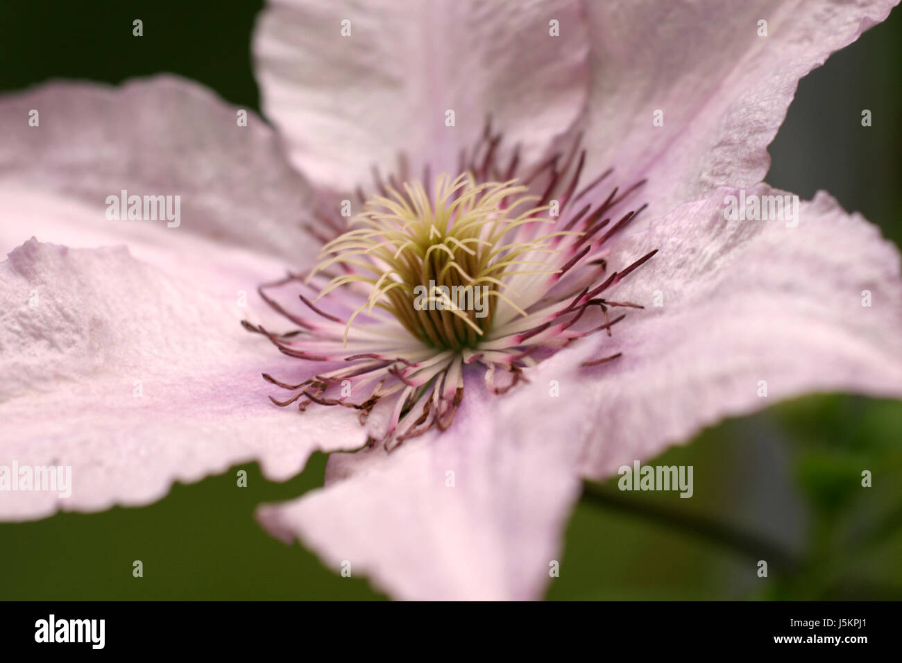 Clematis Stockfoto